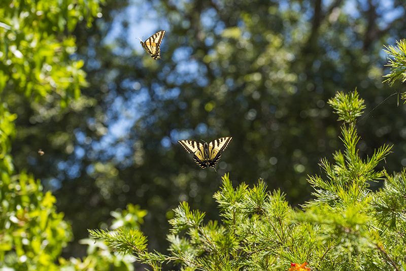 Butterflies flying in midair