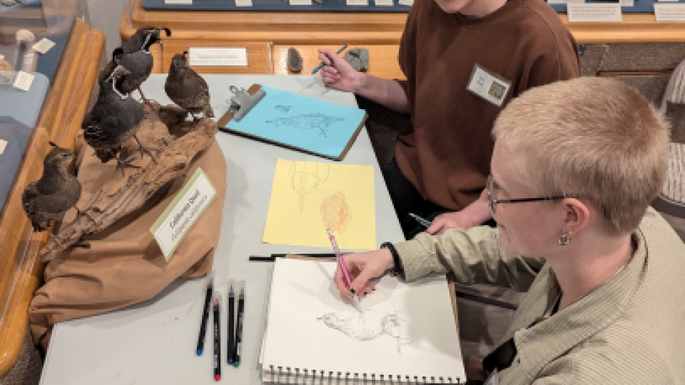 Two students studying and drawing taxidermied quails.