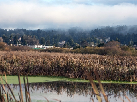View of campus from the Arcata marsh