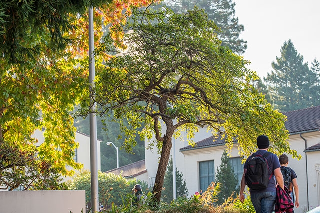 Trees on the HSU campus and students walking